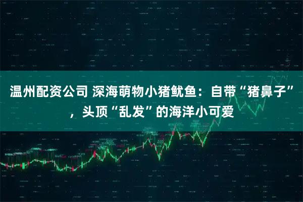 温州配资公司 深海萌物小猪鱿鱼：自带“猪鼻子”，头顶“乱发”的海洋小可爱